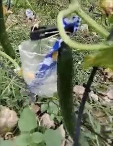 宜良吃瓜事件真相视频,揭秘真相背后的惊人内幕