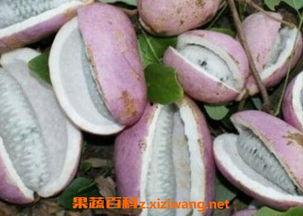 皇后吃八月瓜视频大全集,宫廷美食之旅